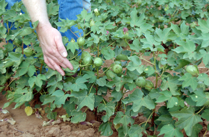 Cotton bolls on a plant in the cotton field