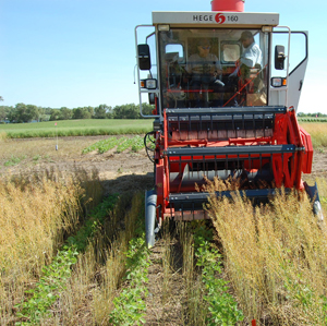 Camelina harvest