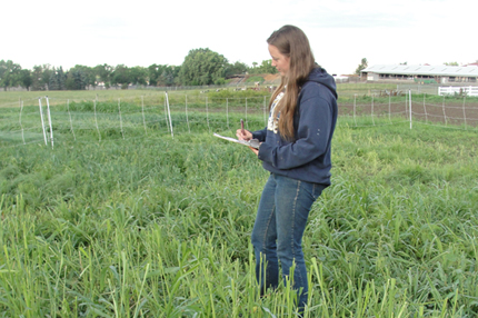 Noting horses' warm-season forage preferences