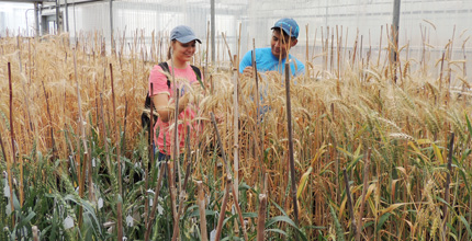 The inside of a greenhouse with wheat growing. Two students are partially concealed by the wheat.