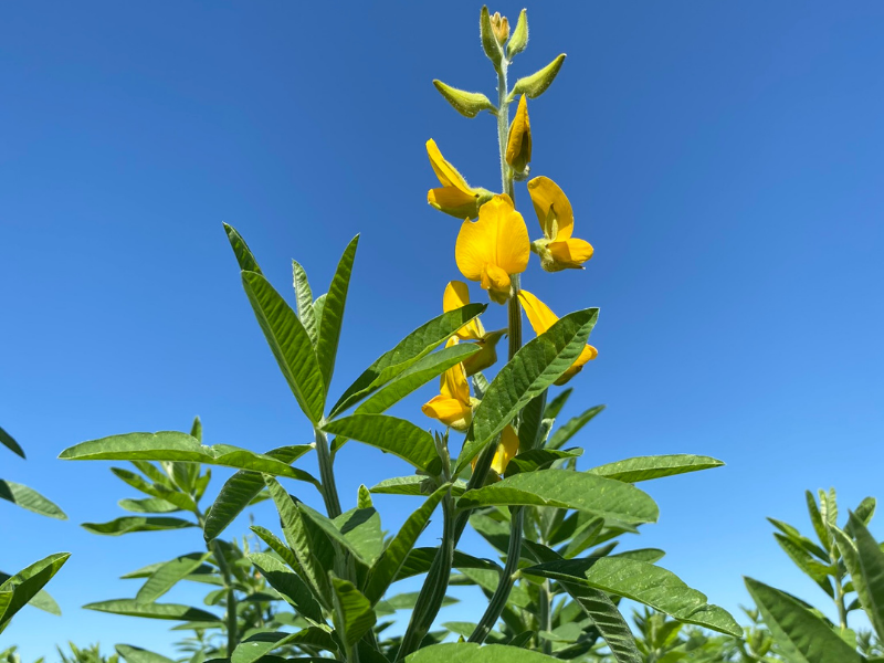 sunn hemp crop showing flower and leaves