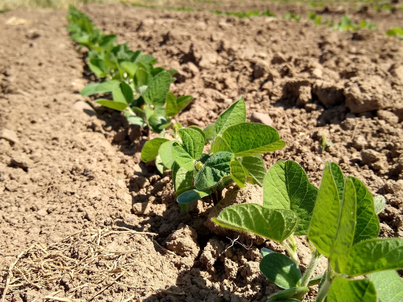 Row of soybean crop in field