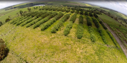 Pernambuco, Brazil pasture