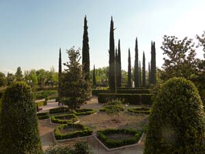 Cypress trees in Garcia Lorca Park, Spain