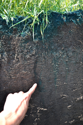 Cut-away section of soil with turf or grass on top, dark soil, and a macropore from the roots down 18 inches to where a finger is pointing to the end of the pathway. There is a blue track through this macropore.