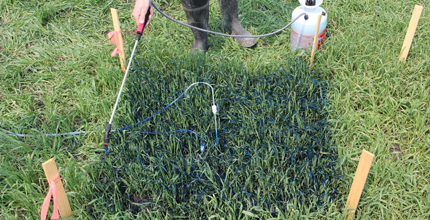 Four sticks and string mark off a one meter square test plot. A canister of blue-colored water with a sprayer attachment is just behind it. The test plot is a darker green than surrounding turf. 