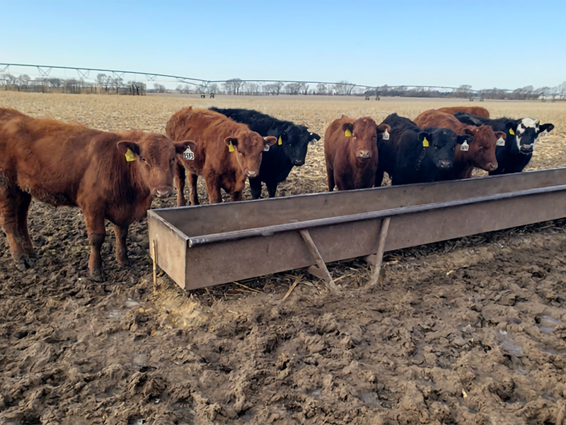 cattle standing in field