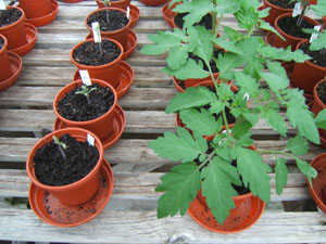 Tomatoes grown in potting mix compared to grown in coir