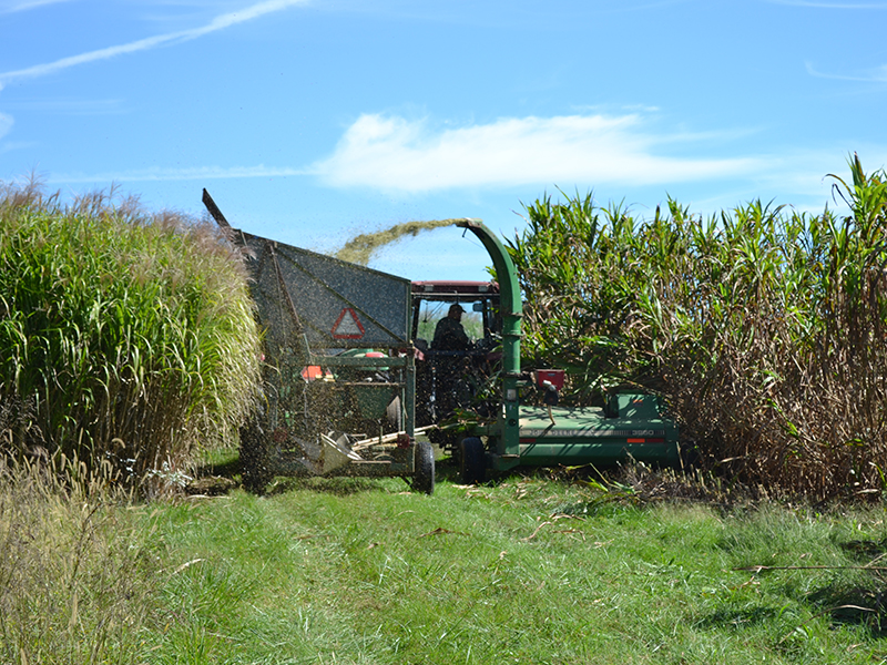 Mechanical silage cutter harvests biomass sorghum.