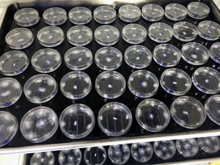 Rows of petri dishes show a variety of white splotches developing in them. 