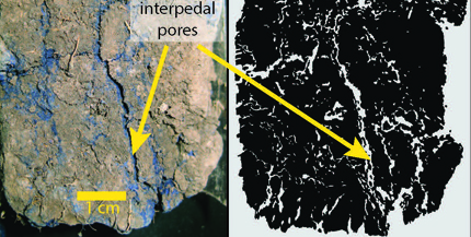 Blue dye in satured soil demonstrates water flow