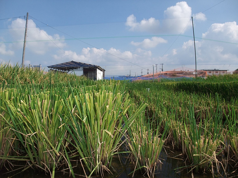 Comparison of rice plant cut heights five days after first harvest