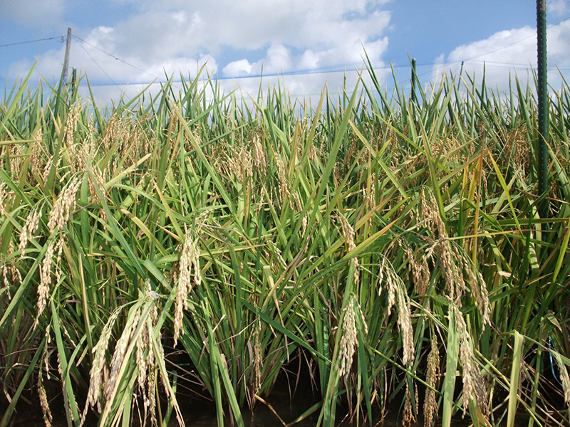 rice field before harvest