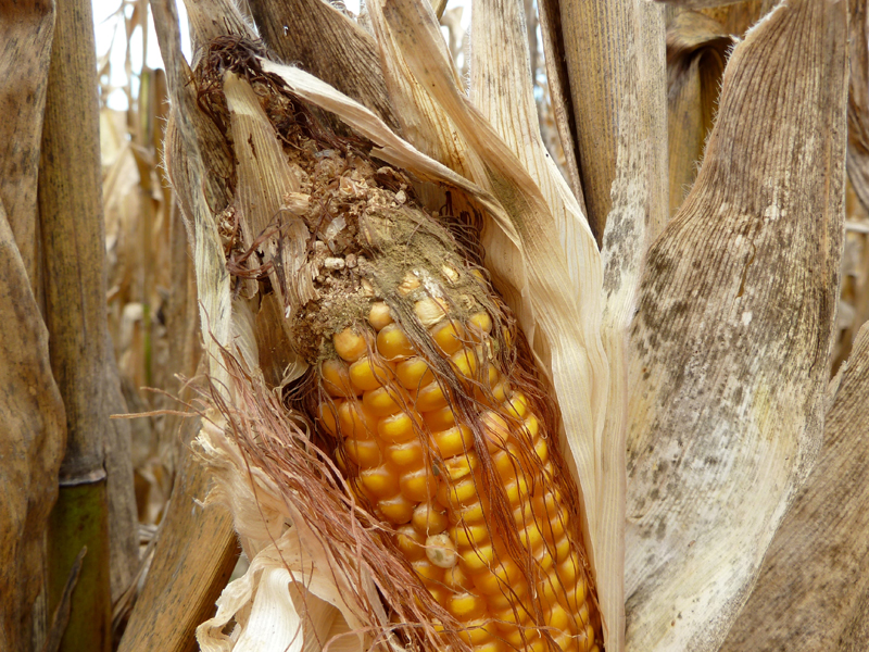 Corn cob infected with aflatoxin