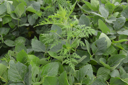 Ragweed growing among soybean plants