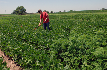 Weeding with a hoe in the experimental plot of soy and ragweed