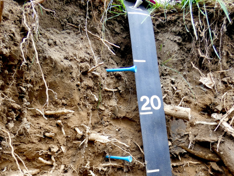 closeup of soil profile in pit with ruler showing depths