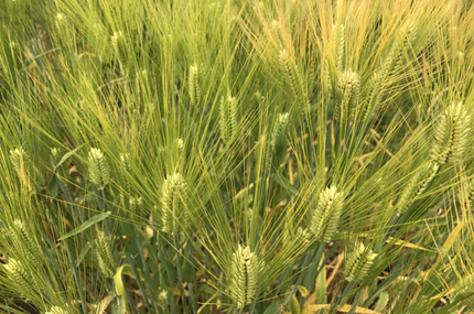 New “Buck” naked barley: food, feed, brew | Soil Science Society of America