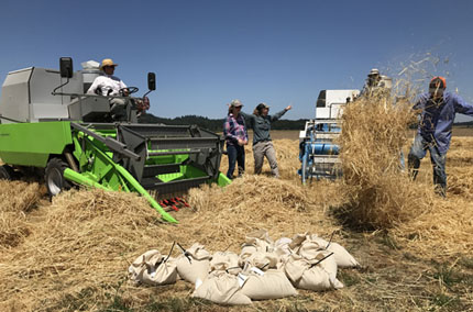 Harvesting Buck barley from field