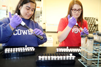 Two lab technicians use pipettes to transfer soil protein samples to test tubes