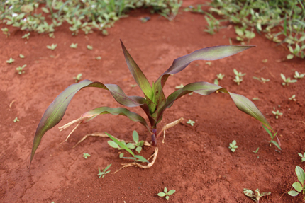 A single corn plan with purple-tinted leaves growing in reddish-brown soil