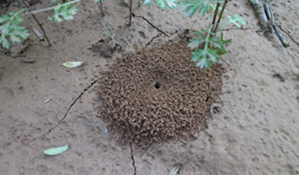 Ant hill