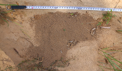 Ant nest