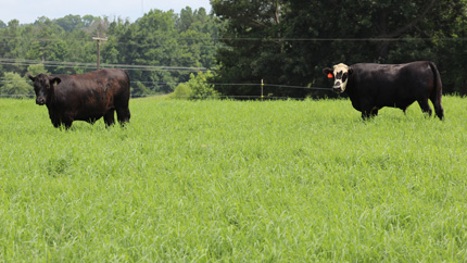 Steers grazing Tifton 85 grass and DDGS during June.