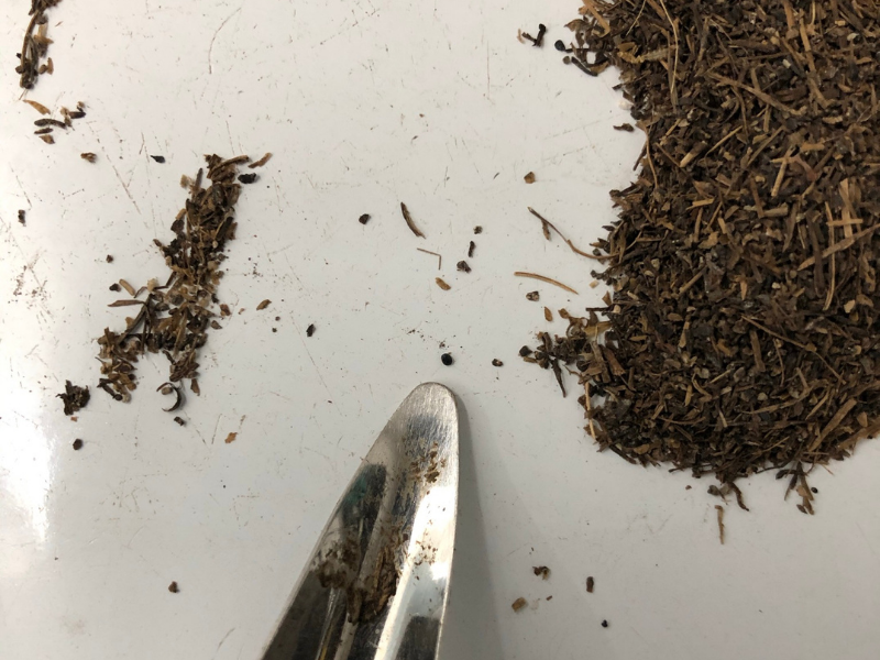 lab scoop pointing to tiny palmer amaranth seed surrounded by dried cow manure