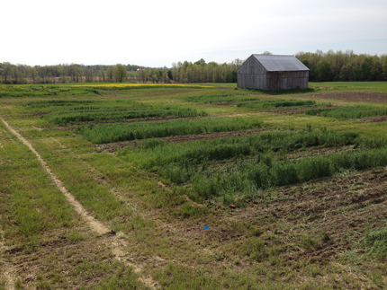 Treatment plots with tillage and manure incorporation methods