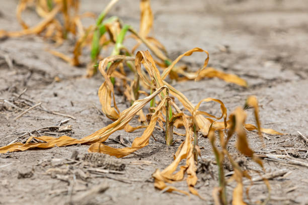 Wilted corn crop