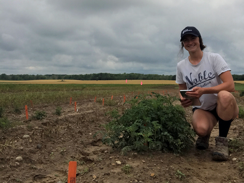 person assessing the resistance of potato crops in field