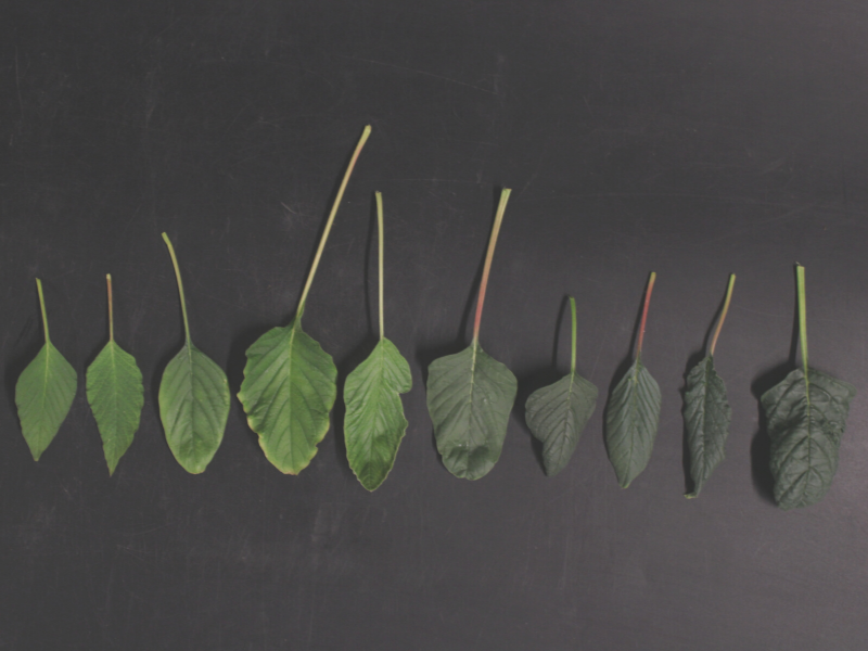 Ten Palmer amaranth leaves laid side by side showing various temperature and moisture stress