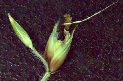 A sorghum spikelet pair, with the left spikelet closed and smaller than the right spikelet. 