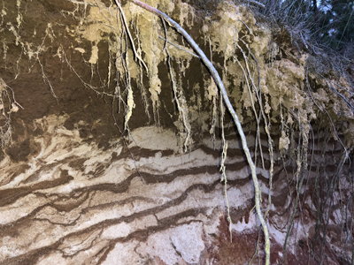 Wavy bands of grayish soil are topped by roots