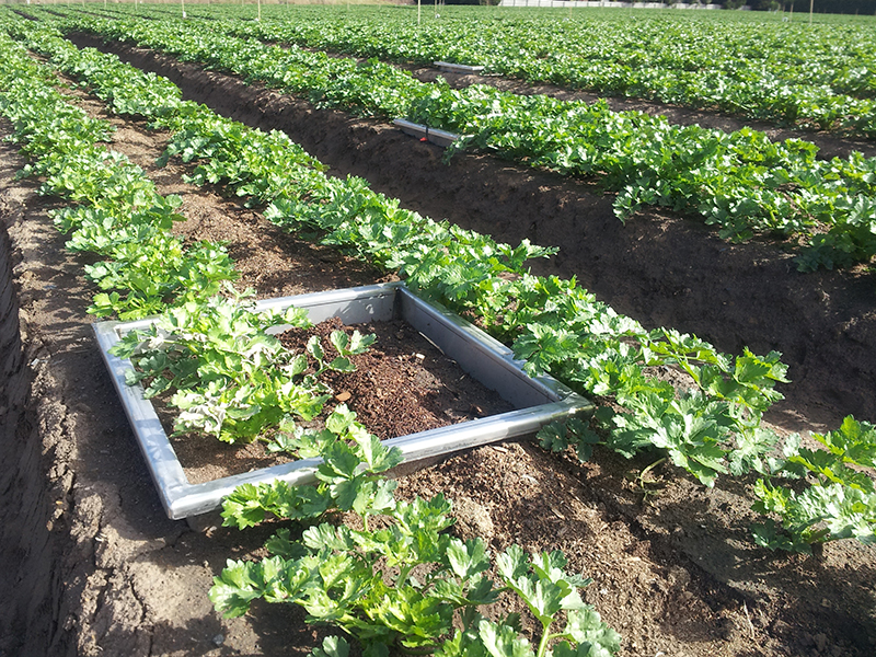 Square measuring tool in produce field