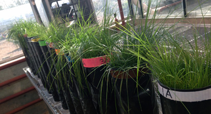 Bioretention plants in test columns during study