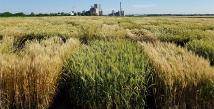 A checkerboard of wheat varieties in a field, with farm buildings in the background. Some wheat is tan, others green.