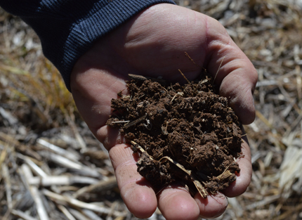 Composted manure