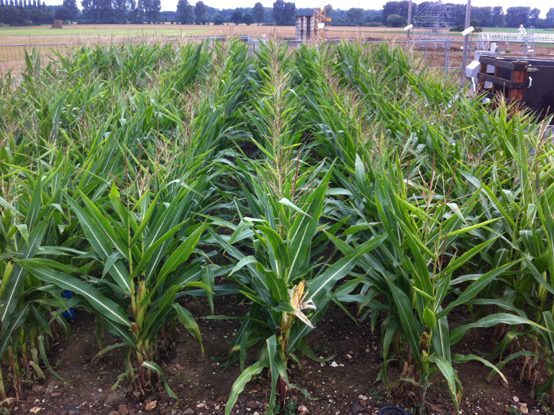 corn growing in rocky soil