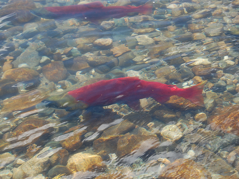 Salmon in stream.