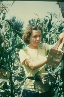 Rosalind Morris working in the field.