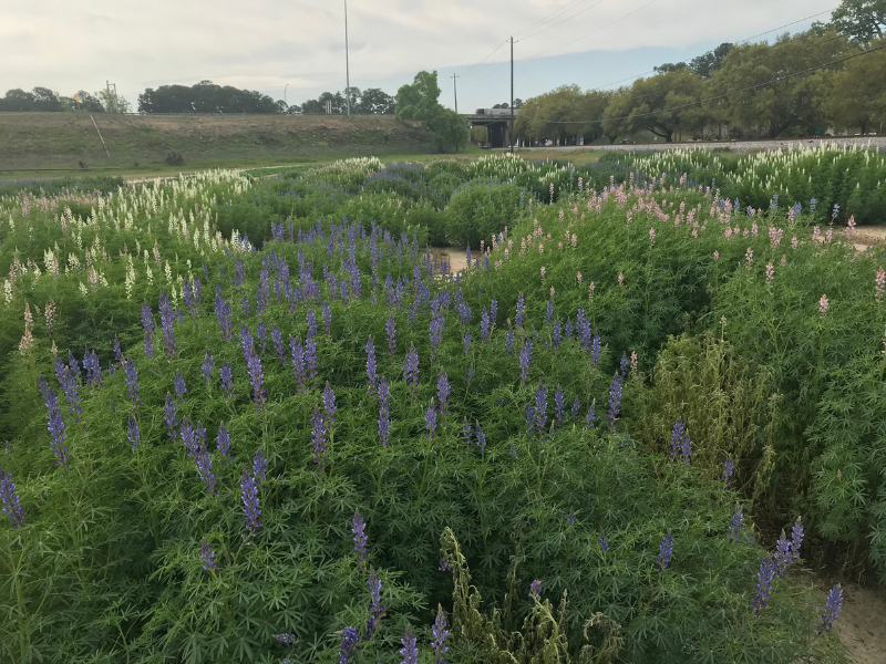 small field of lupin flowers