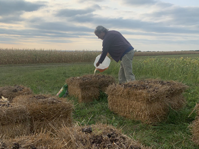 person pouring urine on straw bale outdoors in field