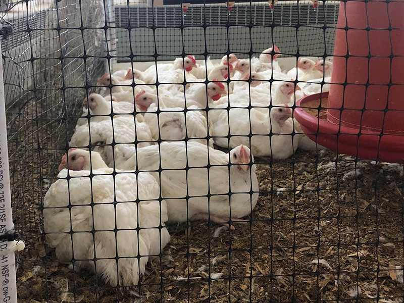 white chickens