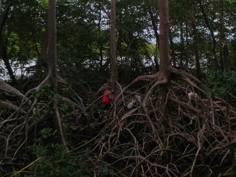 Mangrove trees