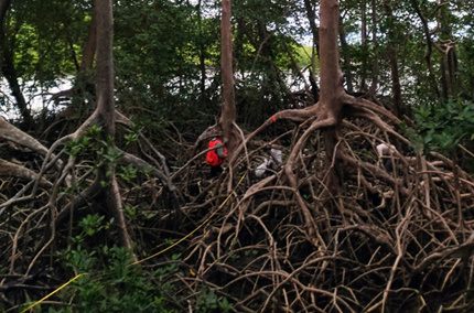 Scientists walk through mangrove trees on Brazilian coast