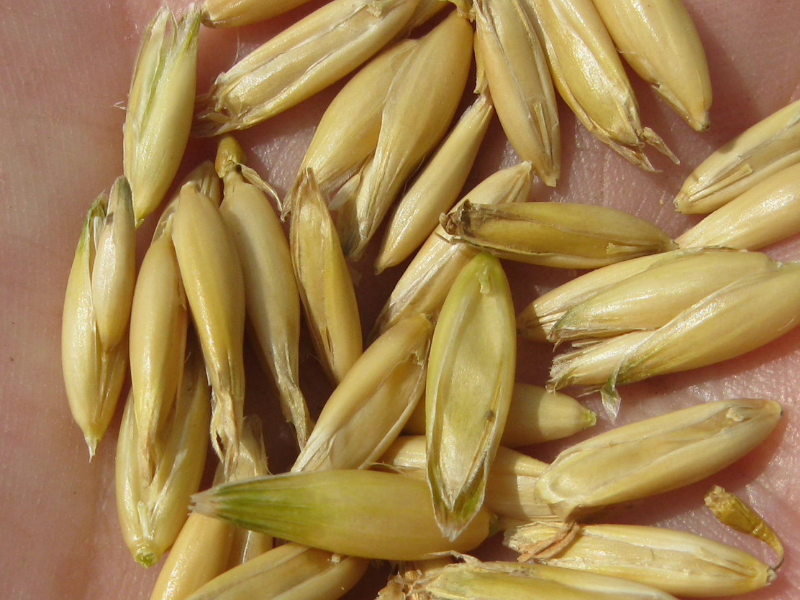 closeup of oat grains in hand