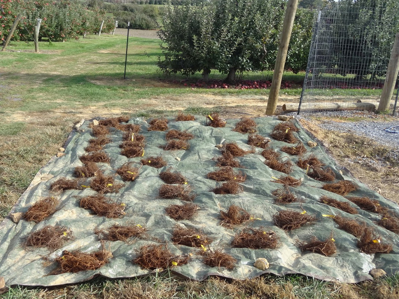 Balls of apple roots sitting on a tarp in an apple orchard.