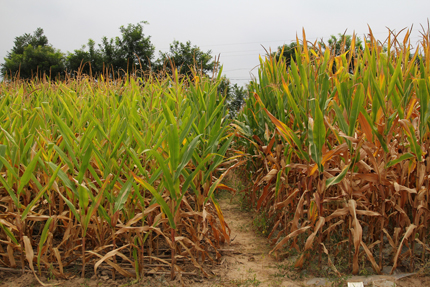 Shorter corn rows on left and taller corn rows on right